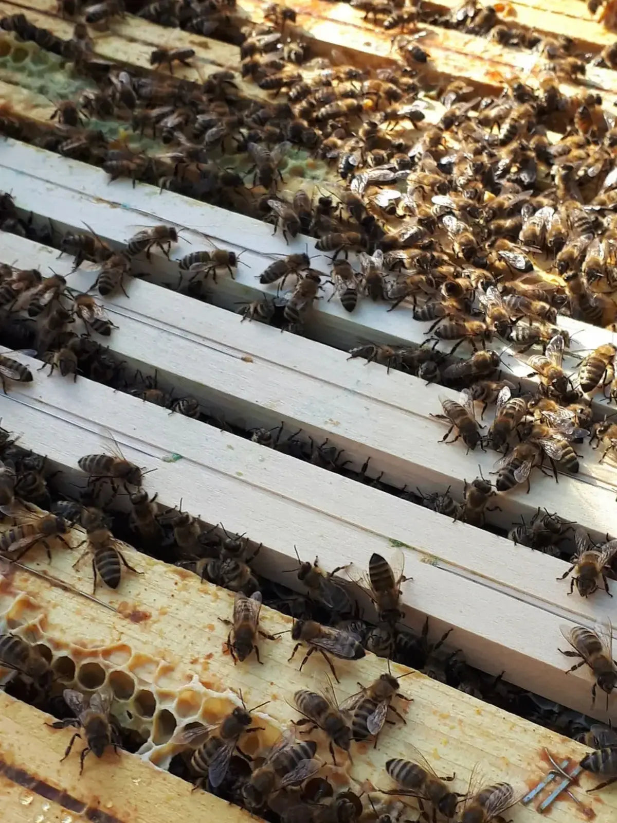 Avläggare - vecka 18