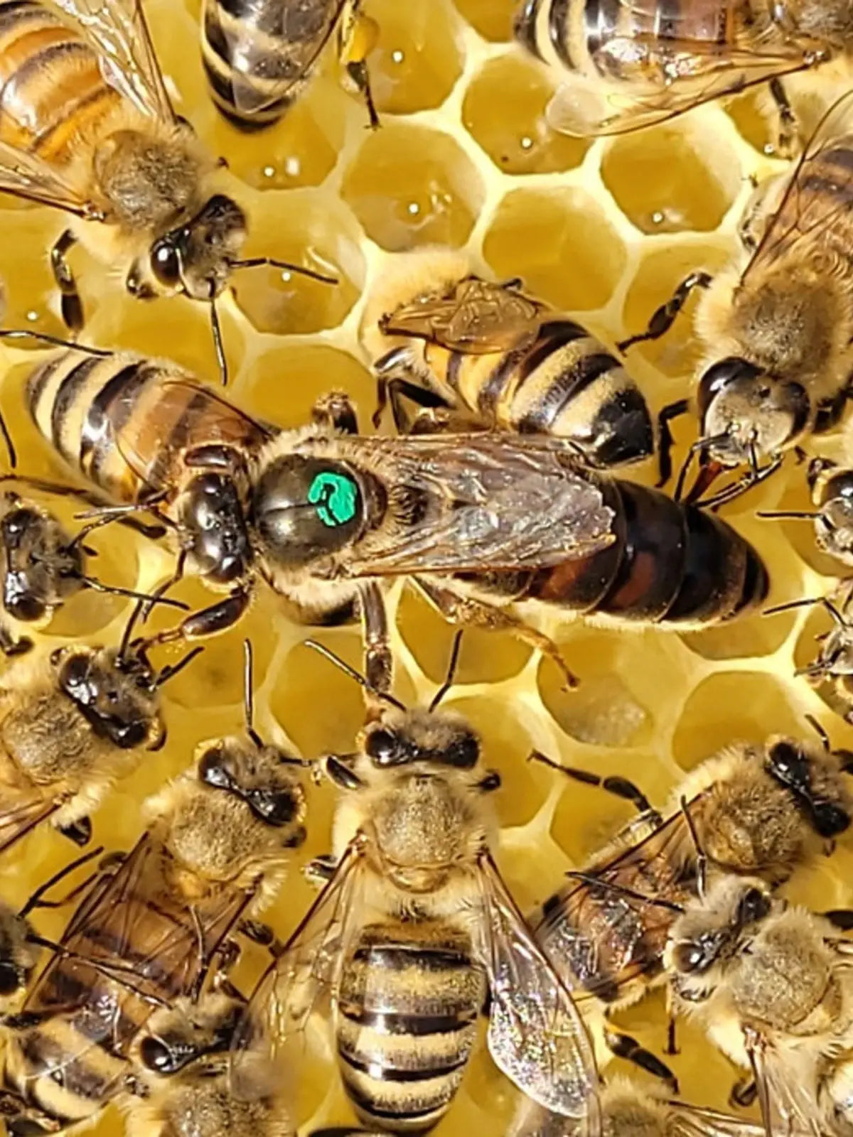 Drottningar - vecka 26